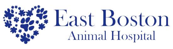 East Boston Animal Hospital